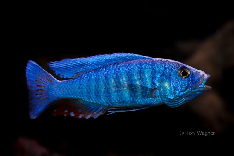 Sciaenochromis fryeri 'Maleri Island'